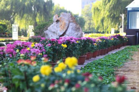 树木之城,绿色画卷中的生态奇迹